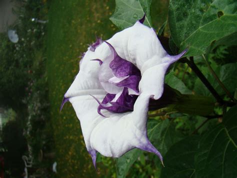 flowers for flower lovers.: Moon flowers pictures.
