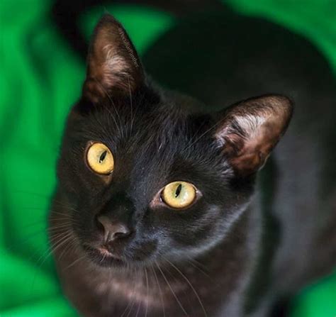 Send this friday the 13th ecard to anyone. 5 Fab Ways Friday the 13th is Lucky For These Black Cats ...