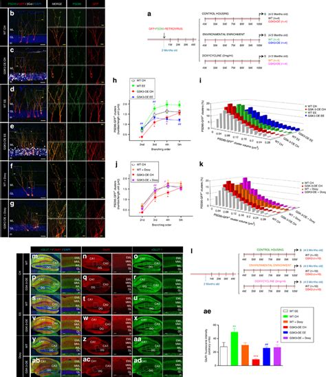 3,002 best intro free video clip downloads from the videezy community. Effects of glycogen synthase kinase-3β (GSK-3β ...