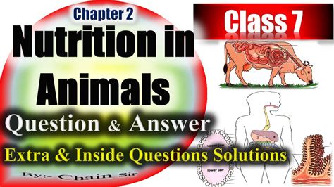 Class 7 Science Chapter 2 Nutrition In Animals Extra Question And