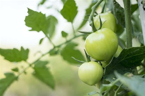 How To Ripen Green Tomatoes ~ 4 Ways To Do It 2022 Rural Living Today