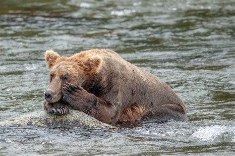 Brown Bear Often Nap Between Feeding Sessions Brown Bear Bear