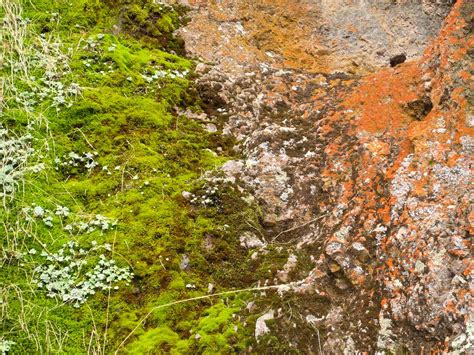 Moss And Lichen Close Up Photos Diagrams And Topos Summitpost