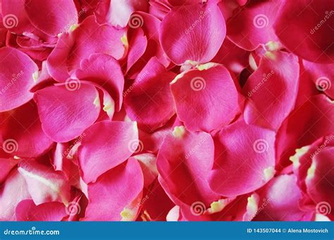 Beautiful Fresh Rose Petals Stock Photo Image Of Cream Green 143507044