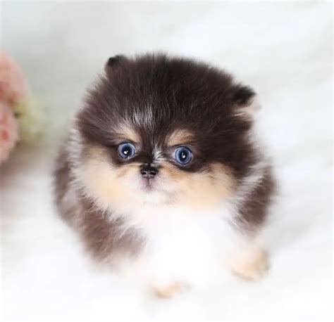 Where To Adopt Pomeranian Puppies Puppy4homes