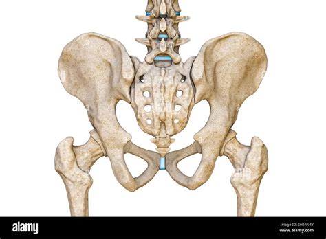 Vista Posterior O Posterior De Pelvis Masculina Humana Sacro Columna