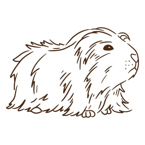 Guinea Pig Png And Svg Transparent Background To Download