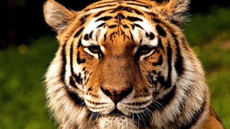 Why Is The Siberian Tiger Endangered Danger Choices
