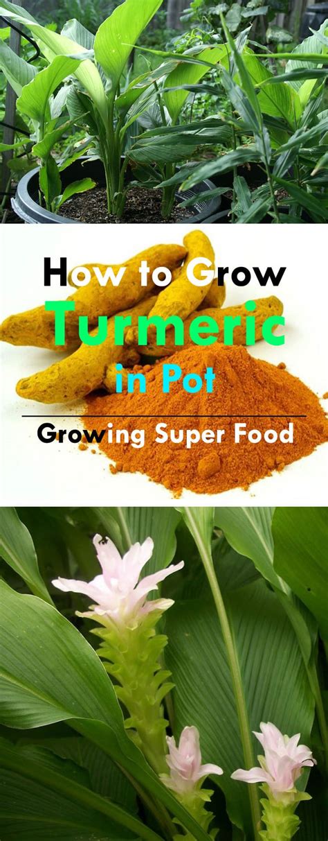 If your roots go from 60°f to 75°f, you'll see the plants start growing faster in just a day or two, just like how plants in soil grow. Growing Turmeric In Pots | How To Grow Turmeric, Care ...