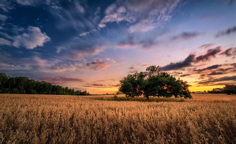 Field Sky Sunset Tree Summer Nature Wallpaper Coolwallpapersme