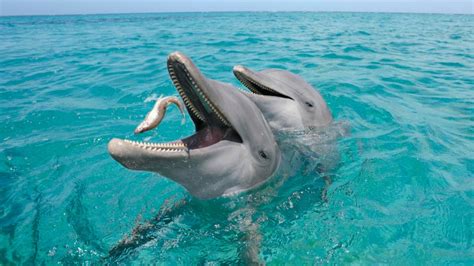 Alimentación De Los Delfines Imágenes Y Fotos