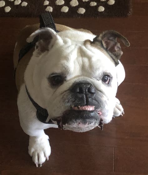 He was an abandoned dog and he was found in terrified condition, sick and very hopeless. Mowgli - Austin Bulldog Rescue