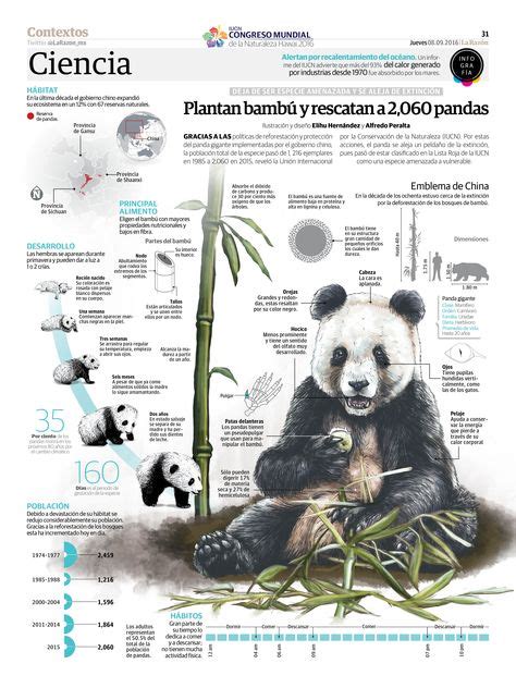 8 Mejores Imágenes De Oso Panda Gigante Panda Gigante Oso Panda