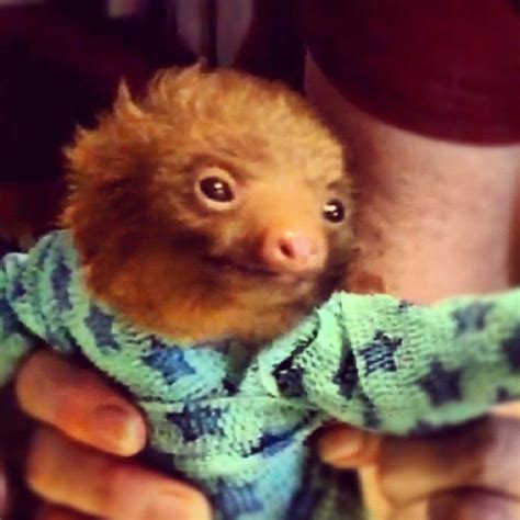 Baby Sloth In Pajamas Cute Animals Pinterest Cas The Ojays And