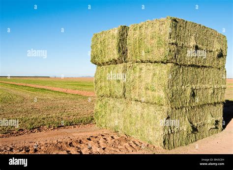 Six String Alfalfa Hay Bales Stacked Beside The Freshly Cut Field Stock