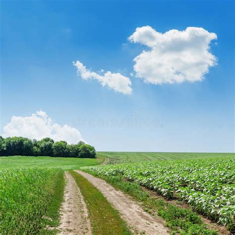 Road In Green Fields And Blue Sky Stock Photo Image Of Country