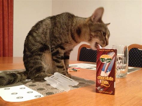 Check spelling or type a new query. Can cats have chocolate milk - ALQURUMRESORT.COM