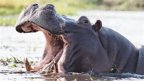 Do Hippos Eat Meat Petculiars
