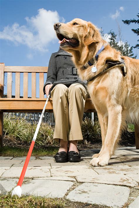 Blind Woman Guide Dog Service Dogs Stop Dog Barking Guide Dog