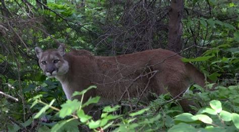 This Is What A Screaming Cougar On Vancouver Island Sounds Like Video