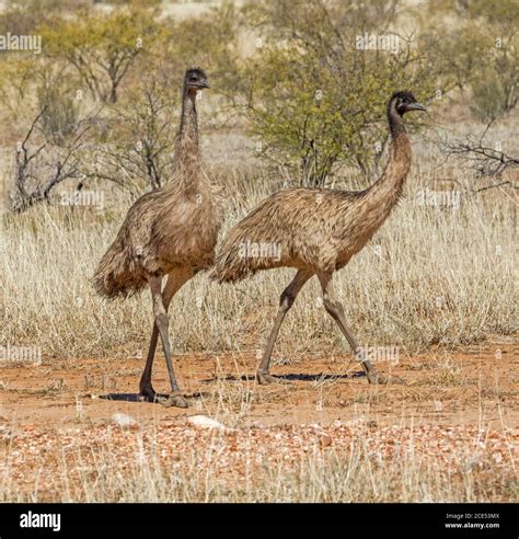 Two Emus Dromaius Novaehollandiae Strolling Through Long Dry Grasses