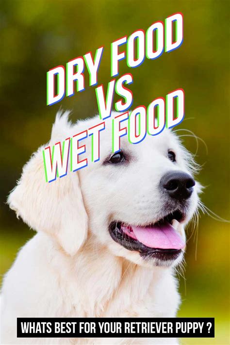 Gradually you can transition to dry food with small size kibble to make it easy for your puppy to chew. Best Food For Golden Retriever Puppy Dogs - Top Tips And ...