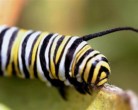 Early Research Links Insecticide Monarch Butterfly Deaths Mpr News