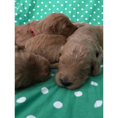We specialize and strive to produce healthy companion, therapy and service dogs with wonderful temperaments. F1 Standard Goldendoodle Puppy in Redding, California ...