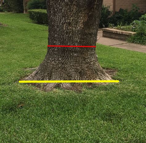 What Is Stump Grinding Texas Tree Surgeons