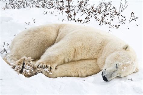 Sleeping Polar Bear Cub Polar Bears Nap Just About Anywhere And Any