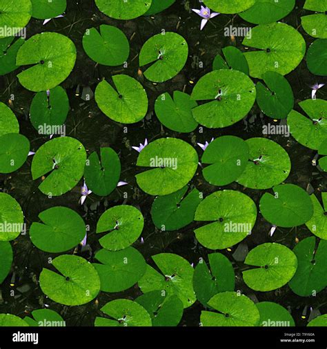 Lily Pads Seamless Texture Tile Stock Photo Alamy
