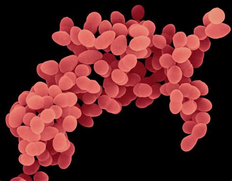 Staphylococcus Aureus Photograph By Dennis Kunkel Microscopy