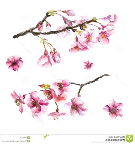 Cherry Blossom Flower Drawing Cherry Flower Blossom Botanical Art