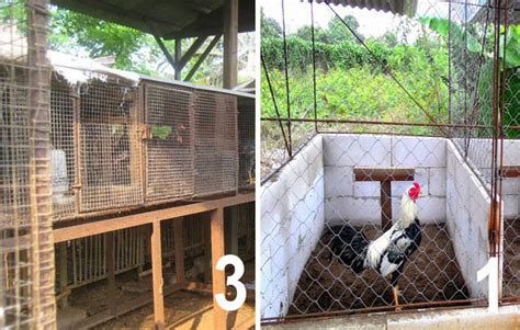 Membuat kandang ayam bangkok sederhana dari bambu. Jenis Kandang Khusus Ayam Bangkok - Berita & Jadwal Sabung ...
