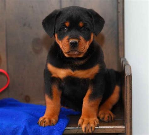 Try the craigslist app » android ios. Craigslist rottweiler puppies | Dogs, breeds and everything about our best friends.