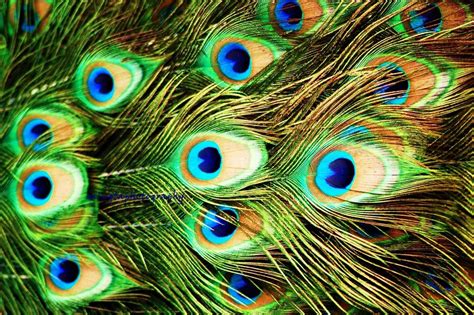 Peacock Feather HD Wallpapers Wallpaper Cave