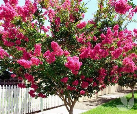 Shop our huge selection of flowering trees online with delivery right to your door. Spring Selections for Summer Flowering - Collections ...