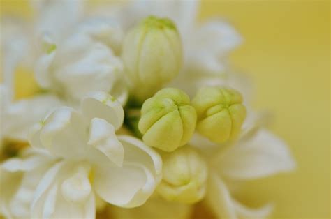 Free Images Nature Blossom White Petal Bloom Bush Green Yellow