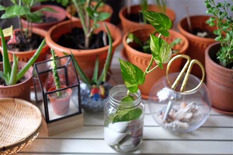 Money plant is popular and known for bringing positivity, prosperity and good luck to the area. DIY: Money plant in glass bottle - JewelPie