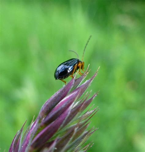 Bug On Grass By Christian Gschwend Photography Photo 71077407 500px