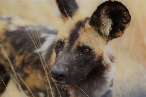 Wild dogs are, as the name suggests, found in the wild. Wild dog numbers in Mana Pools Park lowest in a decade