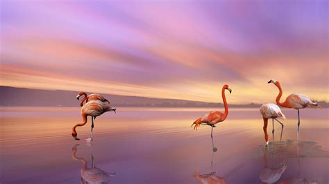 Hd Wallpaper Bird Greater Flamingo The Most And Most Distributed