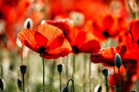 Discover your birth flowers and their meanings