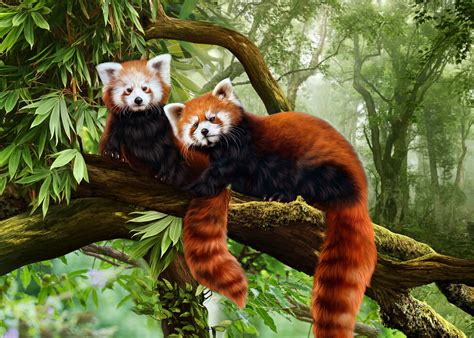 Red Pandas Beautiful Print On Canvas Photowall