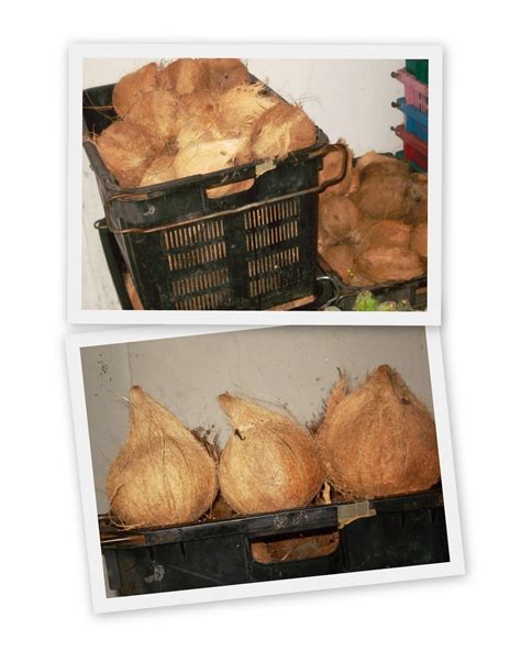 pembekal buah buahan kelapa tua perkhidmatan lori sewa pembekal