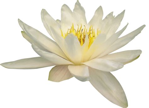 Lotus Flower Png Transparent Image Download Size 600x438px