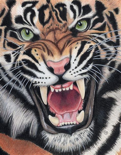 Realistic Pencil Drawing Of A Tiger Drawing By Debbie Vrogue Co