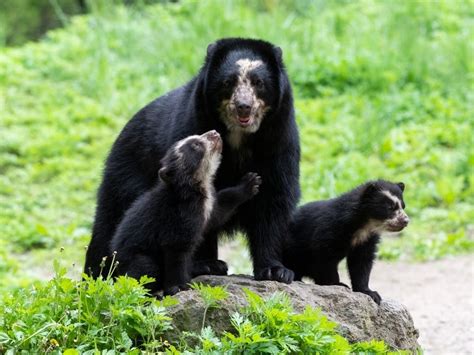 Queens Zoo Debuts Two New Andean Bear Cubs Queens Ny Patch