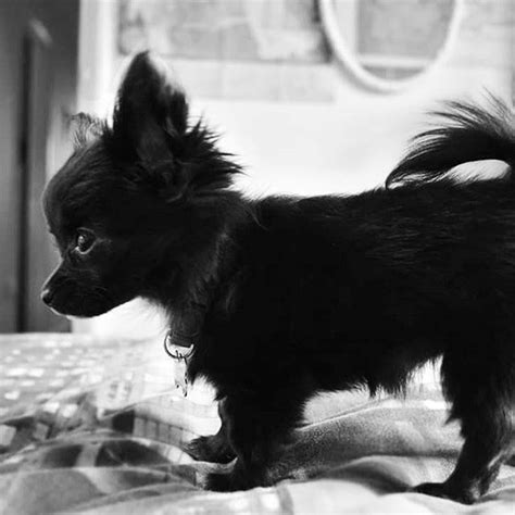Black Pomeranian Chihuahua Mix Pets Lovers