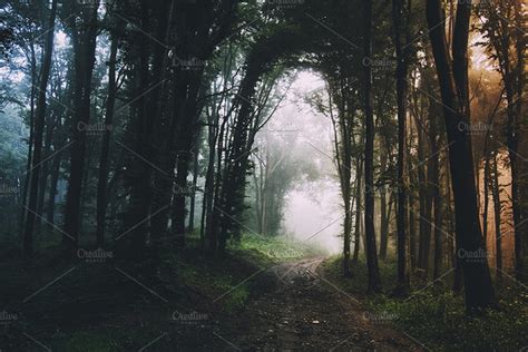 Path Through Dark Haunted Forest High Quality Nature Stock Photos